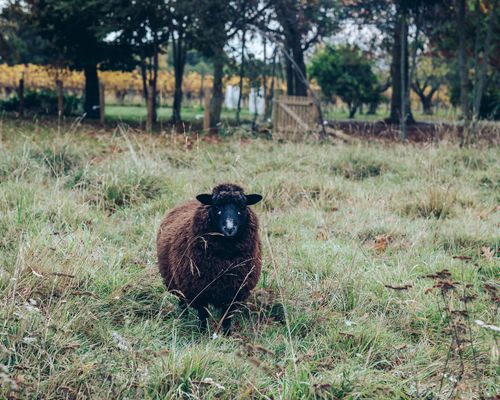 A sheep at Astrolabe Farm in the Wairau Valley.