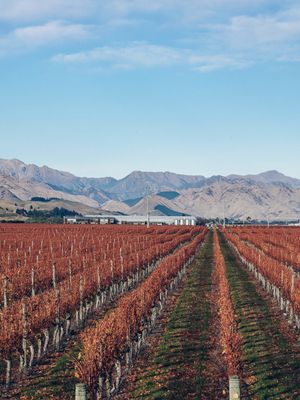 An overview of Comelybank vineyard in the Waihopai Valley.
