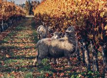 Sheep grazing in the vineyard in Autumn.