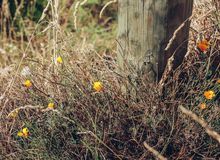 A fence post and wild flowers.