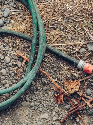 A hose and old grape prunings.