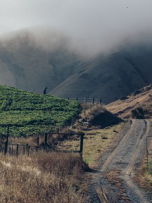 Misty hills surrounding Taihoa vineyard.