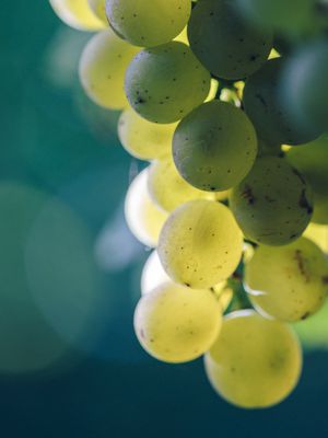 Sauvignon blanc grapes from Trelawne in the Awatere valley.