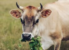 A cow eating grape vines.