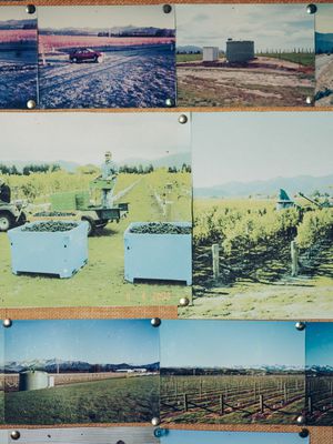 A photo board of the establishment of Comelybank vineyard.