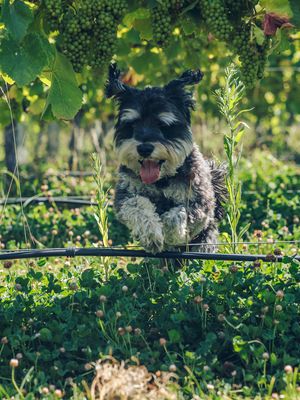 Mako the vineyard dog leaping beneath the vines.