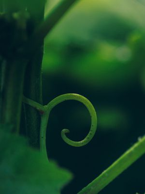 A curling vine tendril.
