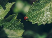 A ladybug on a sauvignon blanc leaf.