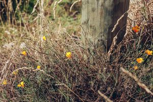 A fence post and wild flowers.
