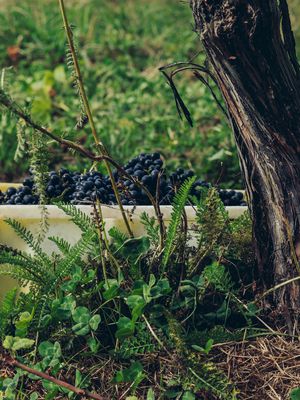 A picking bin of pinot noir beneath the vines at Astrolabe Farm.