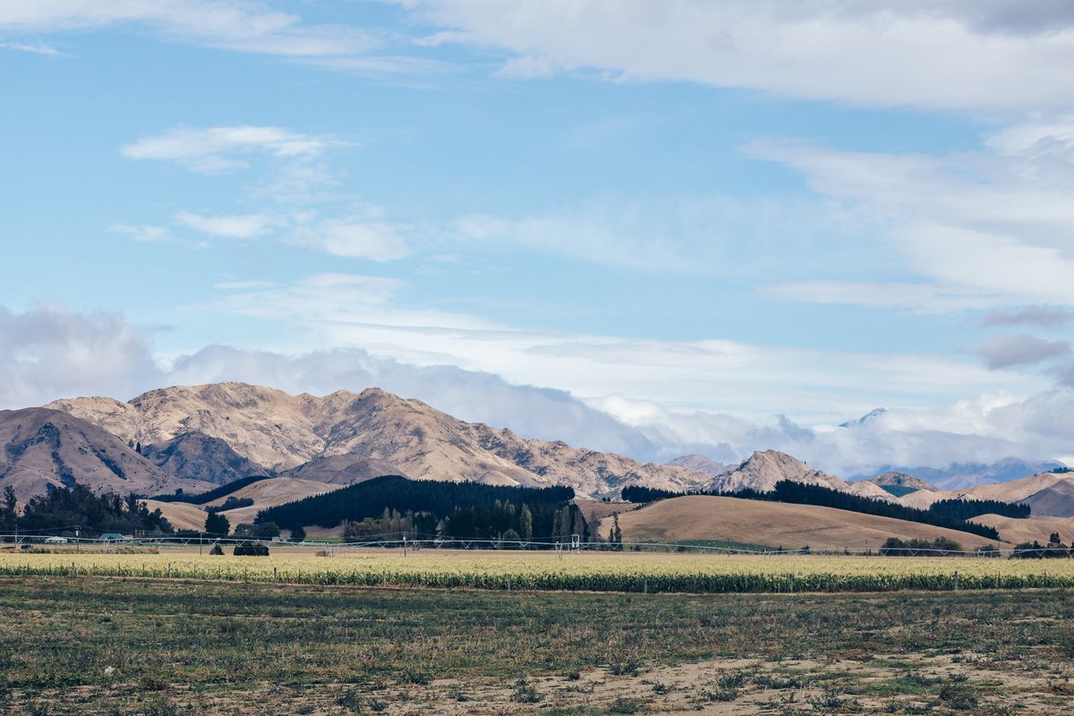 A corn field adjacent to Trelawne vineyard in the Awatere valley.