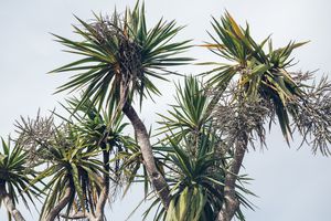 A cabbage tree.