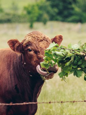 A cow enjoying grape vines.