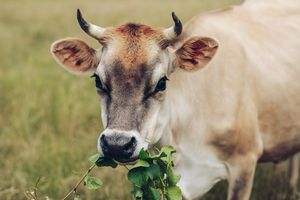 A cow eating grape vines.